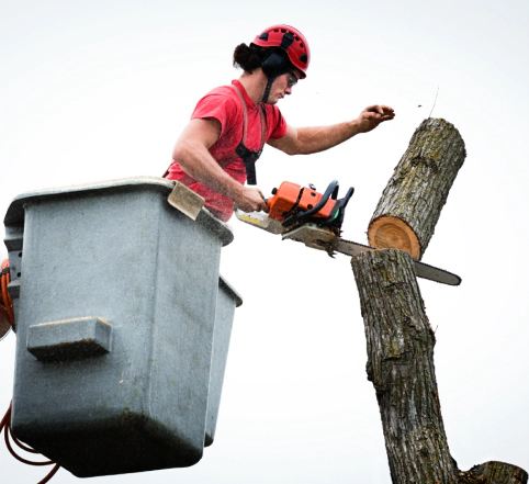 arborist cutting tree lakewood co