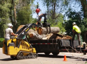 tree removal lakewood co
